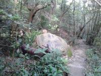 Concrete turtle on Wilson trail