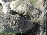 sheep7.jpg