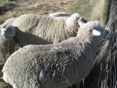 sheep8.jpg