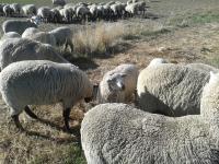 sheep9.jpg