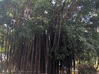 Sai Kung, banyan tree