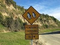 Penguin pedestrians