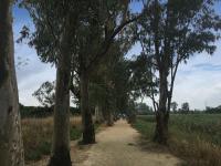 Avenue of gum trees