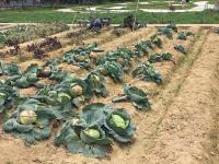 Cabbages, Kam Tin Country Park