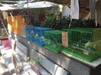 Yuen Po Bird Garden, Mong Kok
