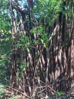 Banyan tree, Shek Kip Mei hill