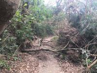 Trees fallen across the path