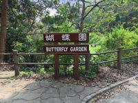 Natural butterfly garden