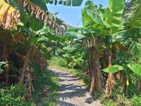 A few banana trees lurking by the path