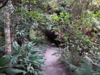 Native plant trail