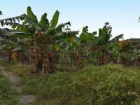 Banana crop