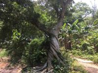 Strangled tree