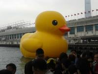 duck3.jpg